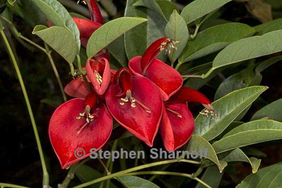 erythrina crista galli 1 graphic